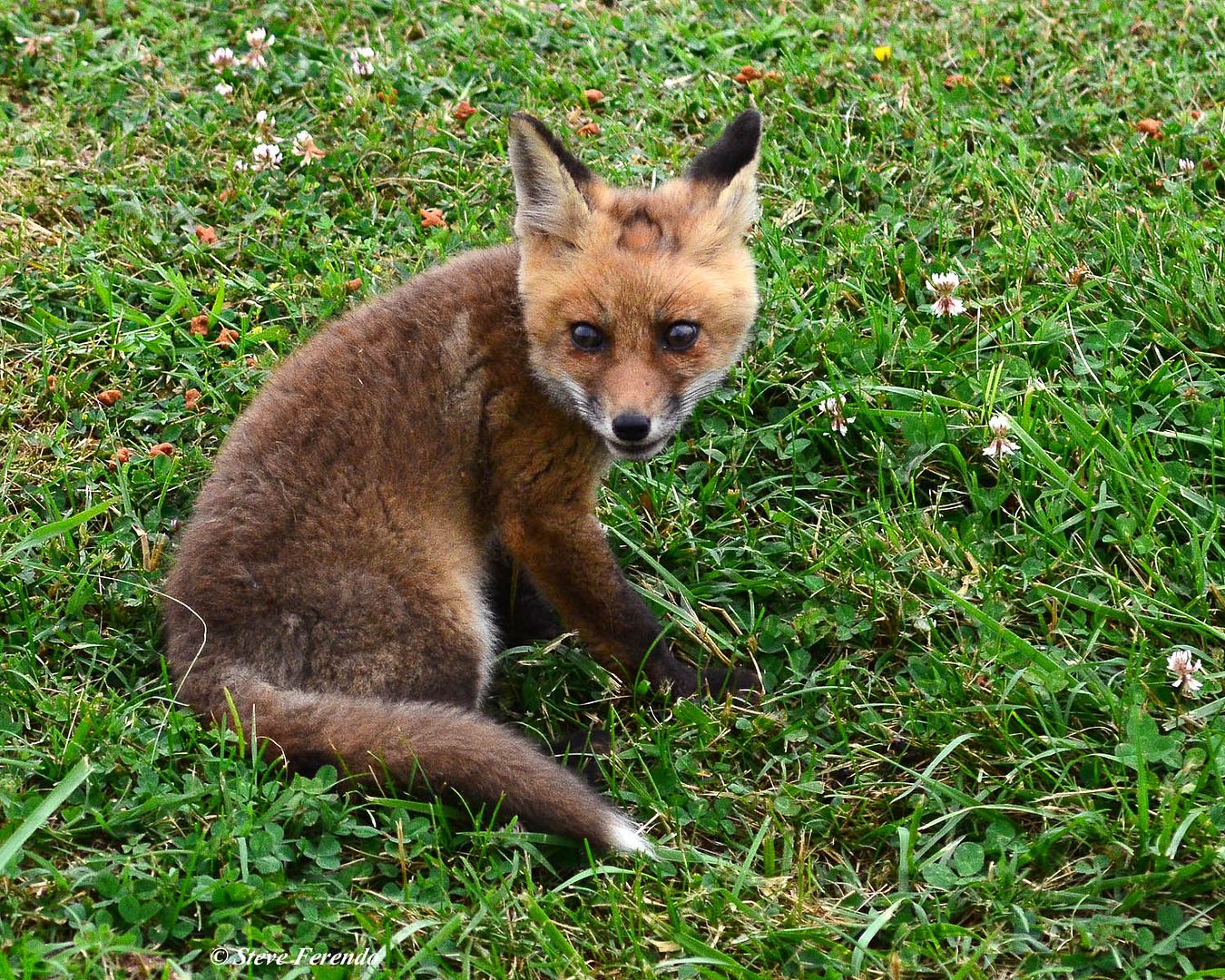 "Natural World" Through My Camera: Which Fox Den To Photograph?